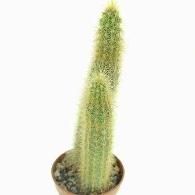 Bergerocactus emoryi (Baja California) - Giromagi