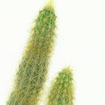Bergerocactus emoryi (Baja California) - Giromagi