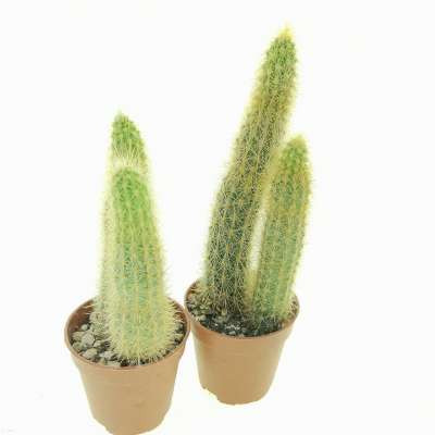 Bergerocactus emoryi (Baja California) - Giromagi