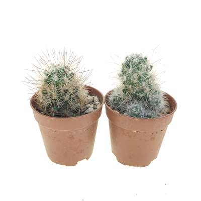 Escobaria sp. (Parras Coah) - Giromagi