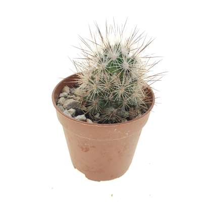 Escobaria sp. (Parras Coah) - Giromagi