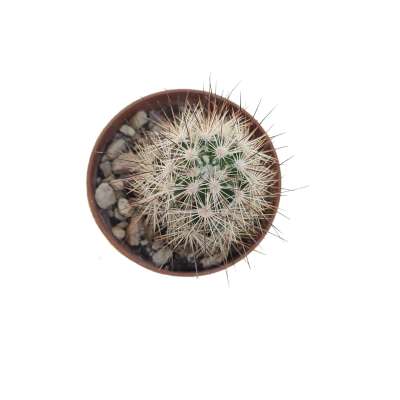 Escobaria sp. (Parras Coah) - Giromagi