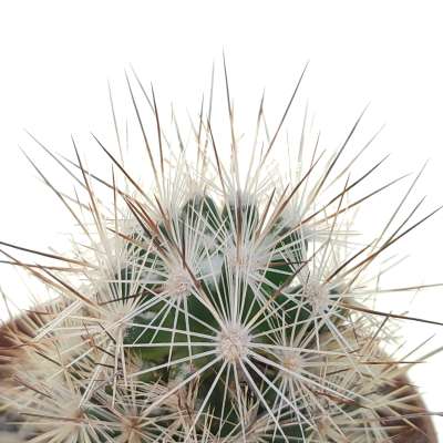 Escobaria sp. (Parras Coah) - Giromagi