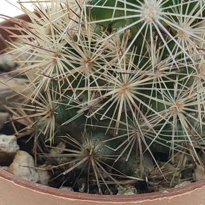 Escobaria sp. (Parras Coah) - Giromagi