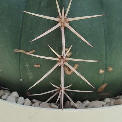 Melocactus neryi - Giromagi
