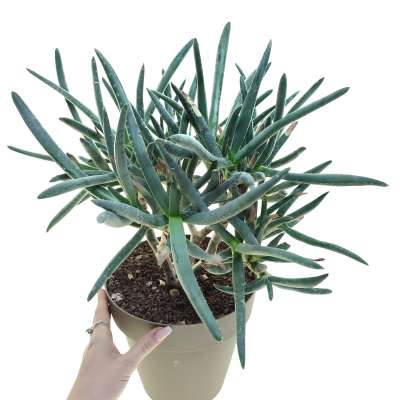 Aloe ramosissima - Giromagi