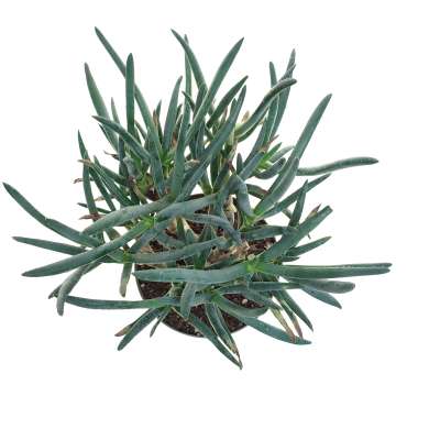 Aloe ramosissima - Giromagi
