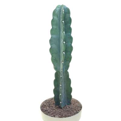 Cereus jamacaru 'Cuddly cactus' - Giromagi