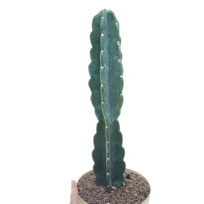 Cereus jamacaru 'Cuddly cactus'