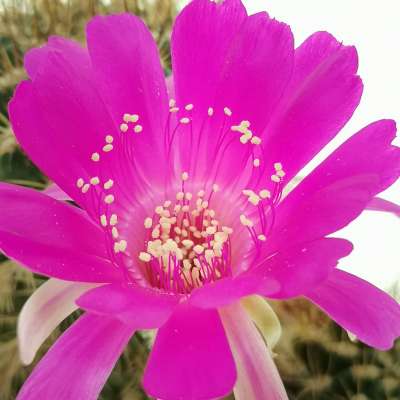 Lobivia acanthoplegma var. pilosa - Giromagi