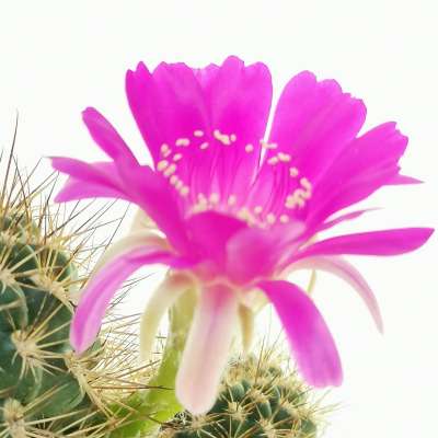 Lobivia acanthoplegma var. pilosa - Giromagi