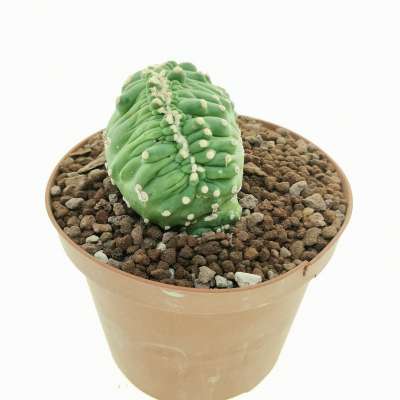 Lobivia aurea var. shaferi f. mostruosa crestata (Own roots) - Giromagi