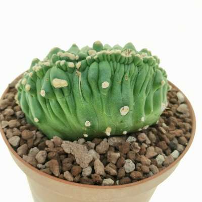 Lobivia aurea var. shaferi f. mostruosa crestata (Own roots) - Giromagi