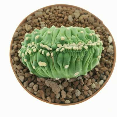 Lobivia aurea var. shaferi f. mostruosa crestata (Own roots) - Giromagi