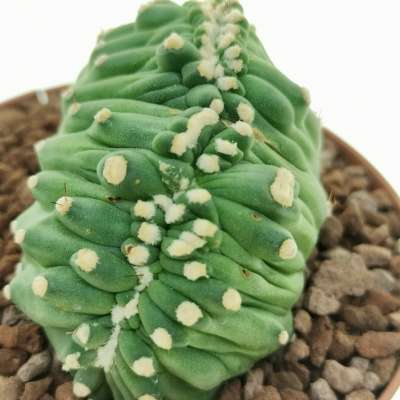 Lobivia aurea var. shaferi f. mostruosa crestata (Own roots) - Giromagi