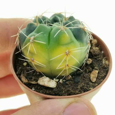 Gymnocalycium baldianum f. variegata