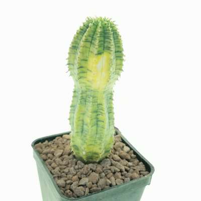 Euphorbia hybrid obesa x infausta f. variegata (Rare form) - Giromagi