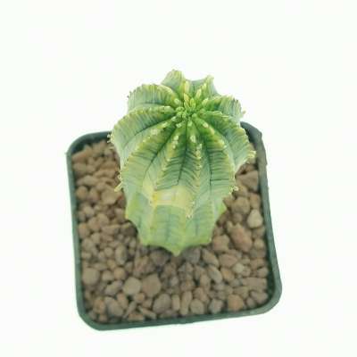 Euphorbia hybrid obesa x infausta f. variegata (Rare form) - Giromagi