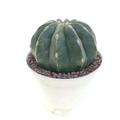 Melocactus maxonii f. inermis variegata - Giromagi