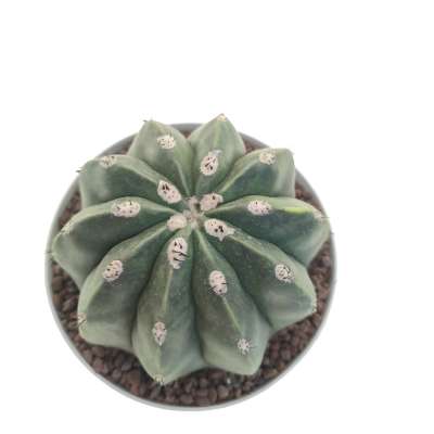 Melocactus maxonii f. inermis variegata - Giromagi