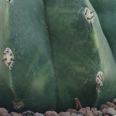 Melocactus maxonii f. inermis variegata - Giromagi