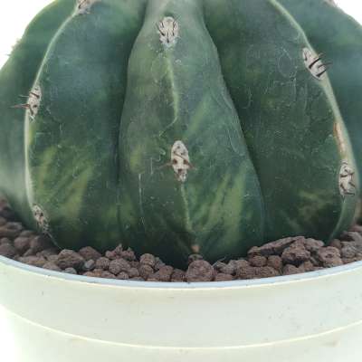 Melocactus maxonii f. inermis variegata - Giromagi