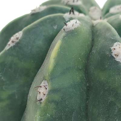 Melocactus maxonii f. inermis variegata - Giromagi