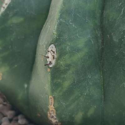 Melocactus maxonii f. inermis variegata - Giromagi