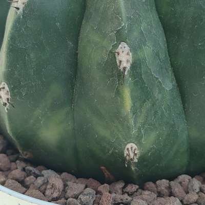 Melocactus maxonii f. inermis variegata - Giromagi