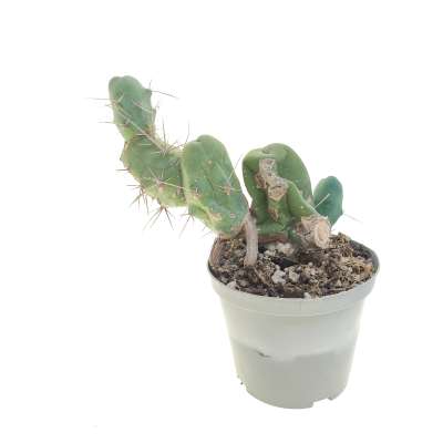 Trichocereus bridgesii mostruoso - Giromagi