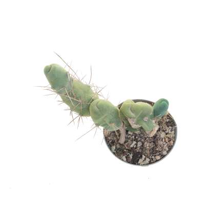 Trichocereus bridgesii mostruoso - Giromagi