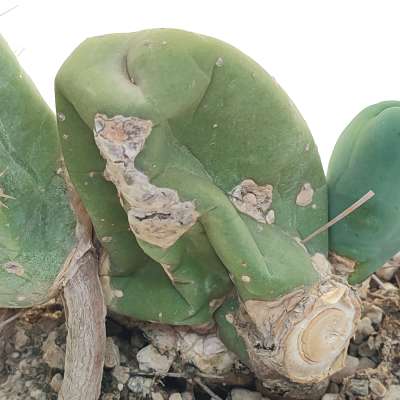 Trichocereus bridgesii mostruoso - Giromagi