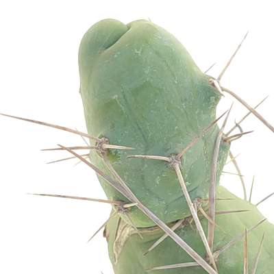 Trichocereus bridgesii mostruoso - Giromagi