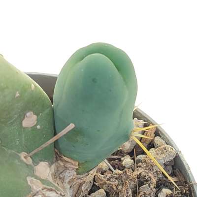 Trichocereus bridgesii mostruoso - Giromagi