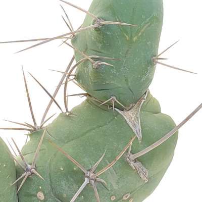 Trichocereus bridgesii mostruoso - Giromagi