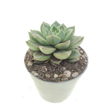 Echeveria fabiola - Giromagi