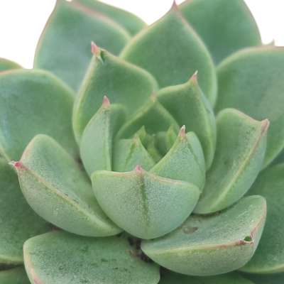Echeveria fabiola - Giromagi