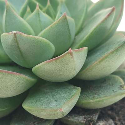 Echeveria fabiola - Giromagi
