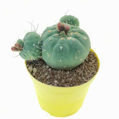 Matucana madisoniorum - Giromagi