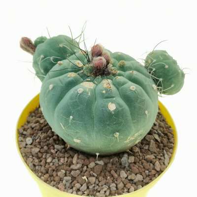 Matucana madisoniorum - Giromagi