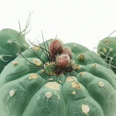 Matucana madisoniorum - Giromagi