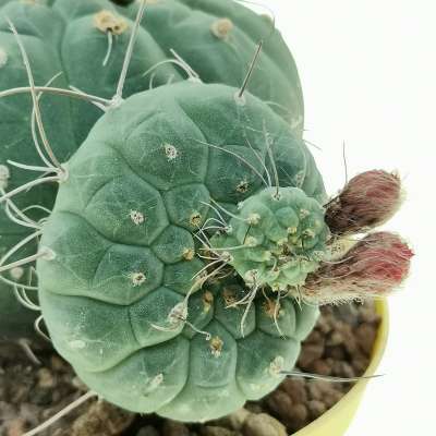 Matucana madisoniorum - Giromagi