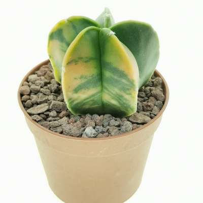 Astrophytum myriostigma var. nudum f. variegata - Giromagi