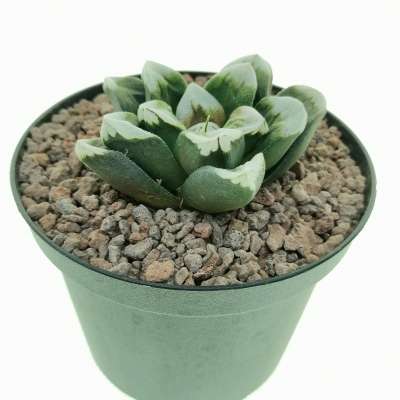 Haworthia Splendens 'Aries' - Giromagi