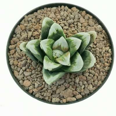 Haworthia Splendens 'Aries' - Giromagi