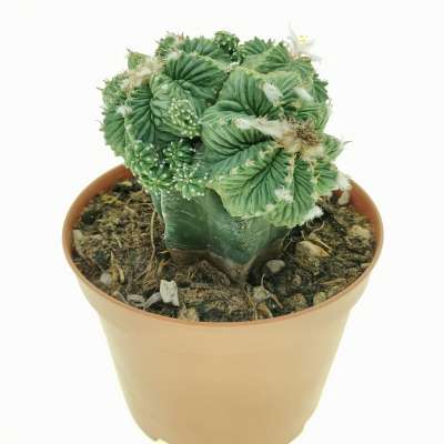 Aztekium ritteri (CITES) - Giromagi