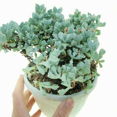 Oscularia deltoides