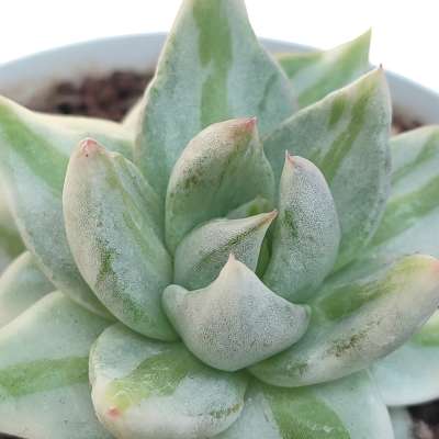 Echeveria agavoides 'Elkhorn' f. variegata - Giromagi