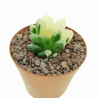 Haworthia cymbiformis var. obtusa hybrid f. variegata - Giromagi