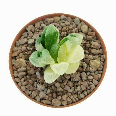 Haworthia cymbiformis var. obtusa hybrid f. variegata - Giromagi